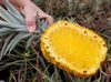 inside fruit