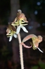 close-up photo of small white orchid flowers.