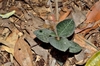 Small rosette of dark leaves with pale veins.