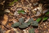 Small rosette of dark leaves with pale veins.