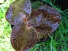 A small rosette of dark reddish leave with paler veins.