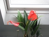 Anthurium scherzerianum