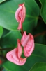 Anthurium scherzerianum