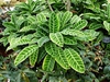 Aphelandra squarrosa