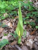 Spathe