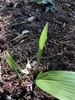 Aspidistra elatior