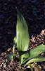 Aspidistra elatior