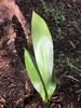 Aspidistra elatior