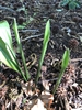 new leaves, Wake County, NC