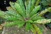 Rosette plant withe broad fronds and trapped leaf litter.