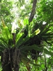 Asplenium nidus habit