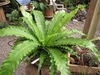 Asplenium nidus in a container