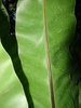 Asplenium nidus leaf