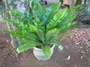 Potted plant with rosette of undivided fronds.