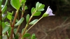 Stems, back of leaves and flower