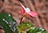 Begonia