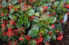 Begonia 'Whopper Rose Bronze' Flower and Leaf