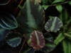 Red and silver leaves with ciliate margins.