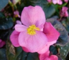 leaves and flowers