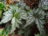 Angel wing begonia