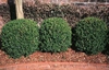 Buxus microphylla var. japonica