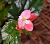 Begonia