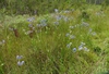 Eryngium aquaticum