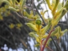 'Big Roo Yellow' flowers