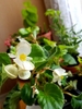 Small houseplant with waxy leaves and white flowers.