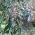 Branch with simple, entire, lanceolate leaves & white flowers.