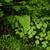 Adiantum capillus vereris