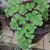 Adiantum raddianum