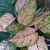 pink and white variegated foliage