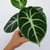 Hand holding potted plant with heart-shaped leaves & white veins