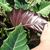 Hear-shaped leaves with wavy margins & purple undersides.