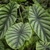 Rounded, heart-shaped leaves with dark green veins.