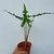 Hand holding potted plant with narrow leaves & lobed margins