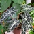 Dark metallic green leaves with white veins.