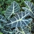 Dark metallic green leaves with white veins.