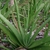 Form of leaves in a rosette