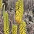 Plants with many yellowish tubular flowers