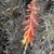 Reddish orange tubular flowers on a spike