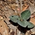 Small rosette of dark leaves with pale veins.