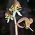 close-up photo of small white orchid flowers.