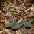 Small rosette of dark leaves with pale veins.