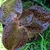 A small rosette of dark reddish leave with paler veins.