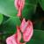 Anthurium scherzerianum