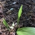 Aspidistra elatior