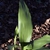 Aspidistra elatior