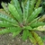 Rosette plant withe broad fronds and trapped leaf litter.